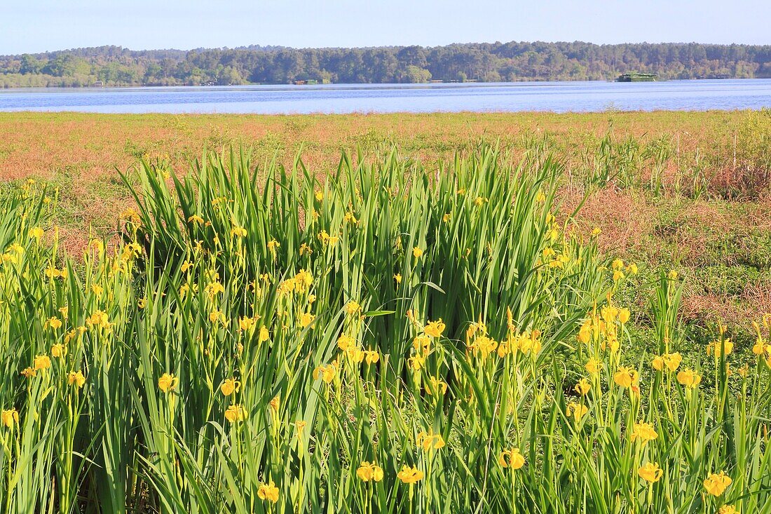 Frankreich,Landes,Seignosse,Weißer Teich (Naturdenkmal),Sumpfschwertlilie (Iris pseudacorus)