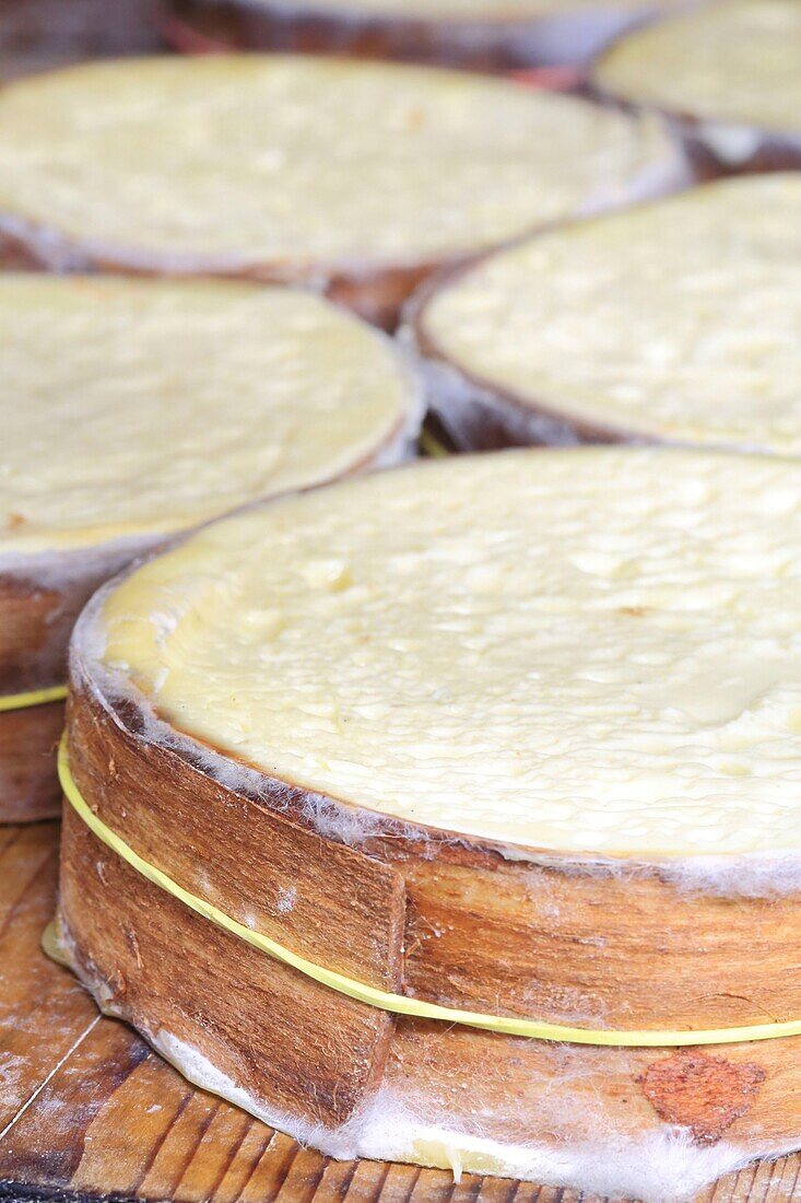 France,Hautes Alpes,Saint Bonnet en Champsaur,farm of Coste Joffre,cow cheeses circled in the cellar