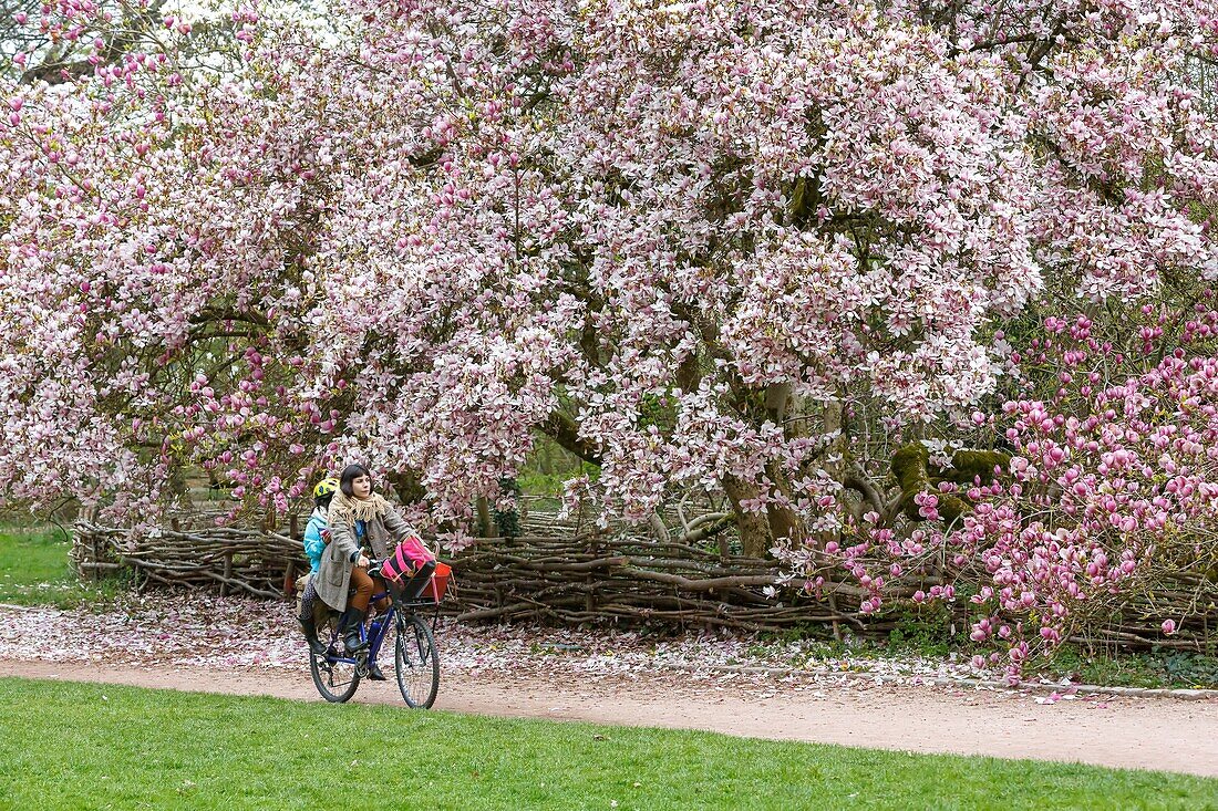 Frankreich,Meurthe et Moselle,Nancy,Parc Saint Marie,ein öffentlicher Garten,Magnolie aus Soulange gepflanzt im Jahr 1909 abelled bemerkenswerten Baum seit 2014