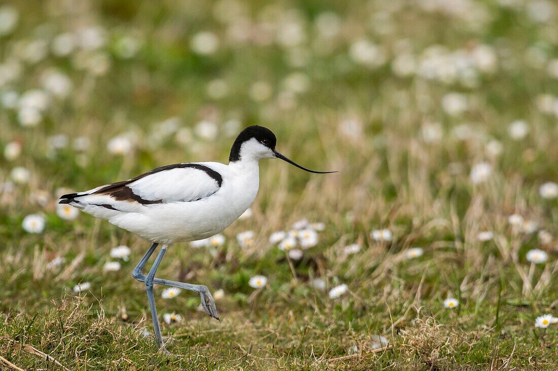 France,Somme,Baie de Somme,Baie de Somme Nature Reserve,Marquenterre Ornithological Park,Saint Quentin en Tourmont,Pied Avocet (Recurvirostra avosetta)