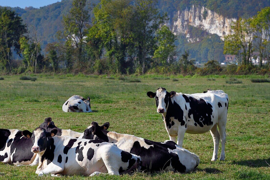 France,Seine-Maritime,Pays de Caux,Norman Seine River Meanders Regional Nature Park,Vatteville la Rue,herd of cows in a meadow