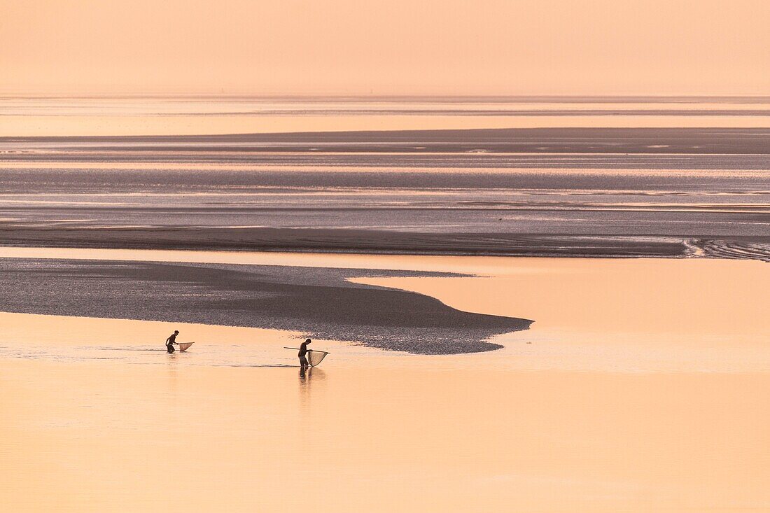 France,Somme,Baie de Somme,Le Crotoy,the panorama on the Baie de Somme at sunset while a group of young fishermen fish the gray shrimp with their big net (haveneau)