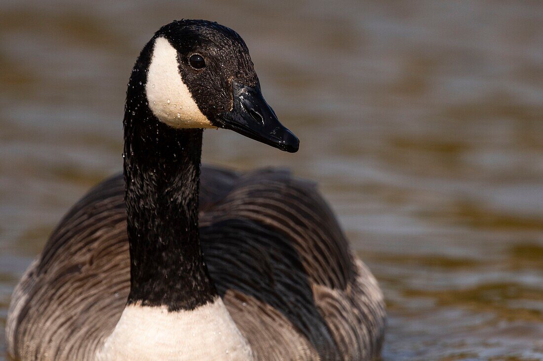 France,Somme,Baie de Somme,Baie de Somme Nature Reserve,Marquenterre Ornithological Park,Saint Quentin en Tourmont,Canada Goose (Branta canadensis Canada Goose)