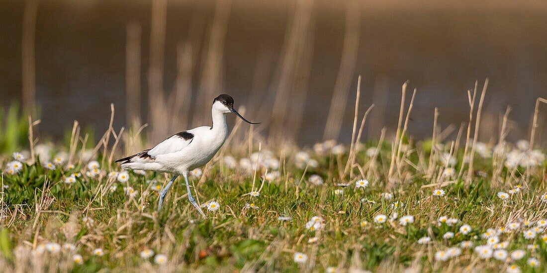 France,Somme,Baie de Somme,Baie de Somme Nature Reserve,Marquenterre Ornithological Park,Saint Quentin en Tourmont,Pied Avocet (Recurvirostra avosetta)