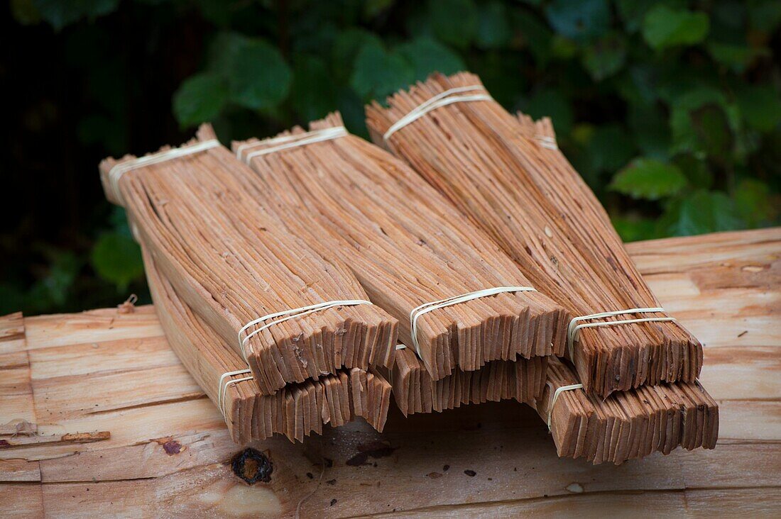 France,Jura,Christian Grenard pulls(fires) belts of the sapwood of spruces to surround cheeses of golden mount his job(business) is called a wild boar,the straps are attached in packs of 22