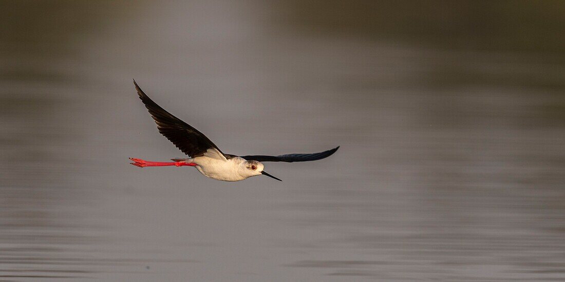 France,Somme,Baie de Somme,Baie de Somme Nature Reserve,Le Crotoy,White Stilt (Himantopus himantopus Black winged Stilt) in flight