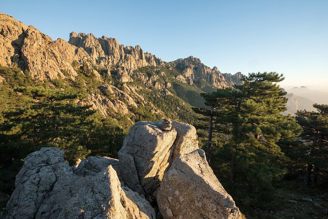 France,Corse du Sud,Quenza,Needles of Bavella from the Col de Bavella,Laricio de Corsica pine (Pinus nigra corsicana)
