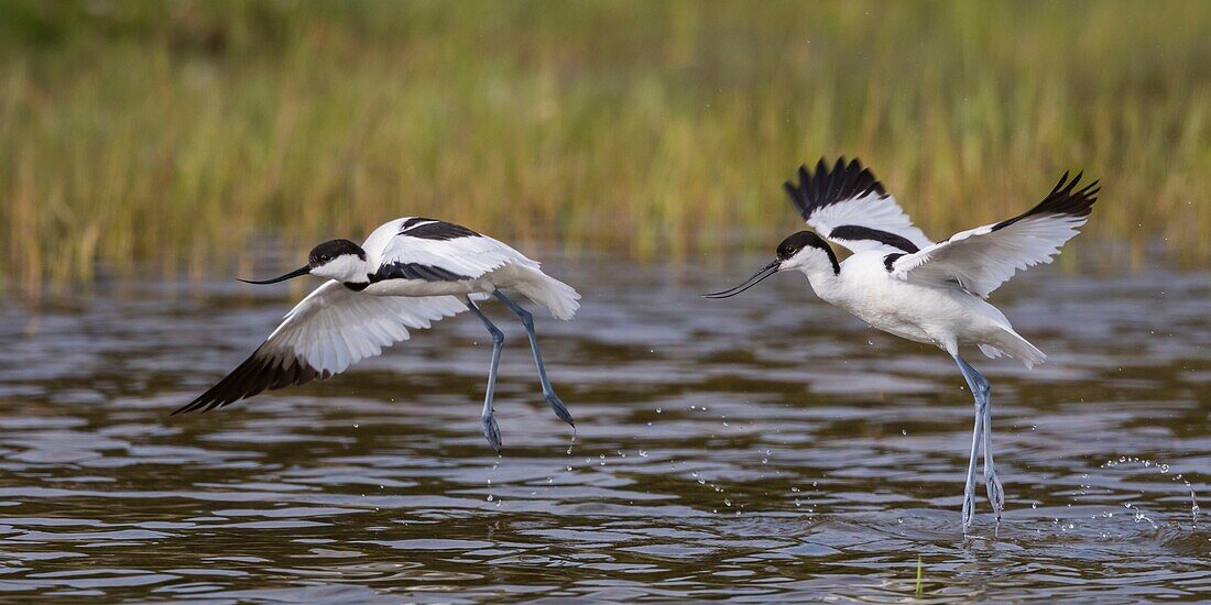 Frankreich,Somme,Baie de Somme,Naturreservat der Baie de Somme,Ornithologischer Park von Marquenterre,Saint Quentin en Tourmont,Zwei Säbelschnäbler (Recurvirostra avosetta Pied Avocet) streiten sich darum, das kleine Ende des Teiches, in dem sie ihre Nahrung finden, nicht zu teilen