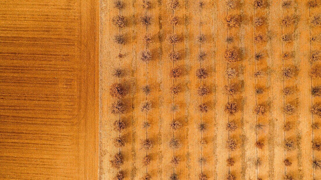 France,Alpes de Haute Provence,Verdon Regional Nature Park,Plateau de Valensole,Puimoisson,truffle oaks (aerial view)