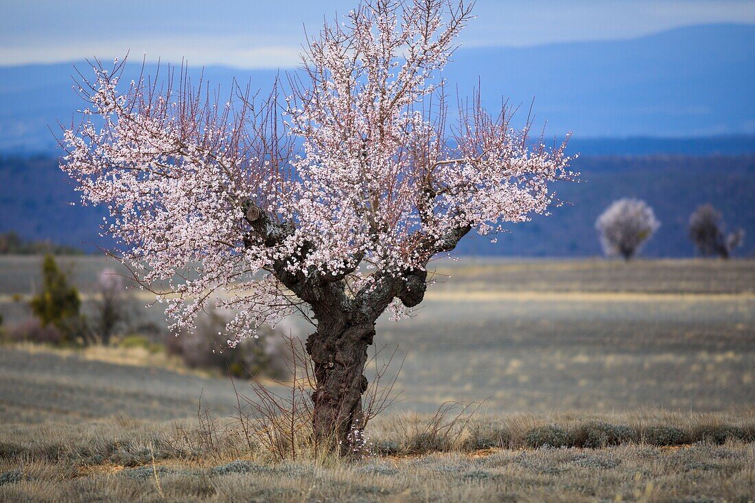 France,Alpes de Haute Provence,Saint Jurs,lavender field and almond tree in bloom