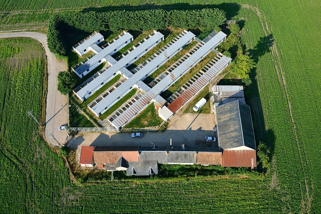 Frankreich,Loiret,Chilleurs aux Bois,Schutzhütte für Hunde (Luftaufnahme)