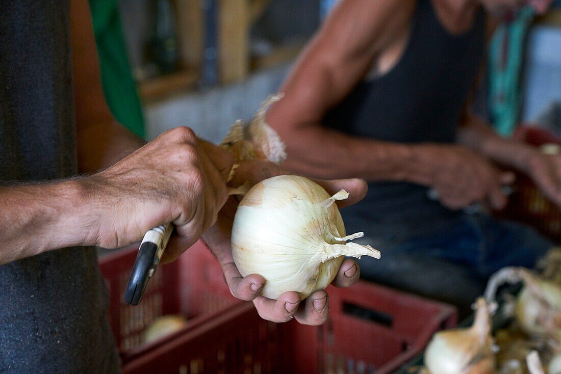 France,Gard,Sumene,hamlet of Sanissas,establishment Fesquet,producer of Cevennes onions,labeled AOC and AOP,peeling and preparation of onions after drying