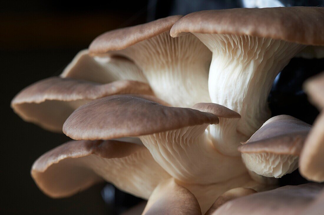 France,Aveyron,Monteils,Carles Farm,Nicolas Carles producer of Oyster Mushrooms (Pleurotus ostreatus)