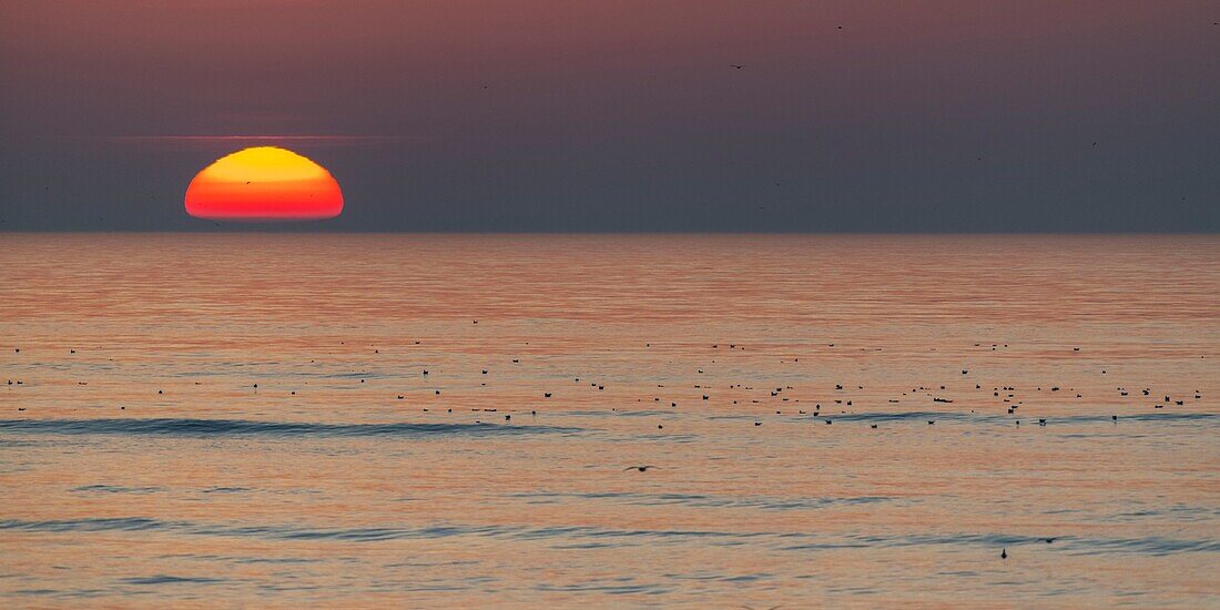 France,Somme,Bay of Somme,La Molliere d'Aval,Cayeux sur Mer,Sunset on the sea