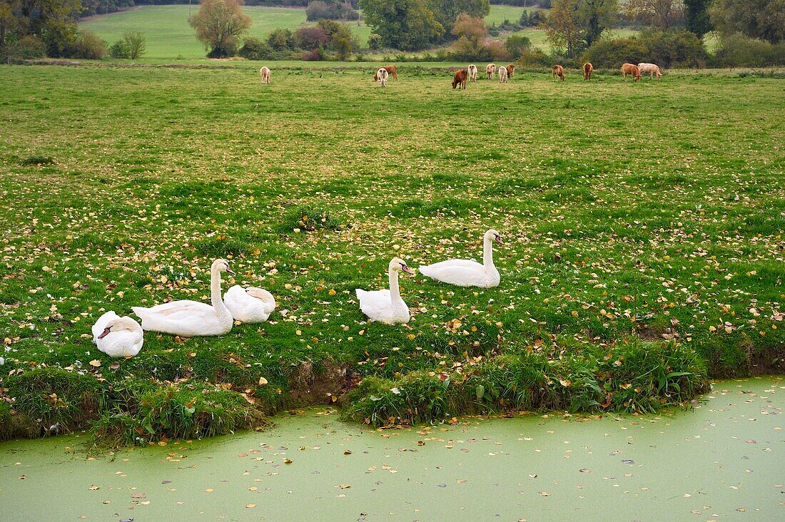 France,Calvados,Pays d'Auge,Bavent,swans and herd of cows