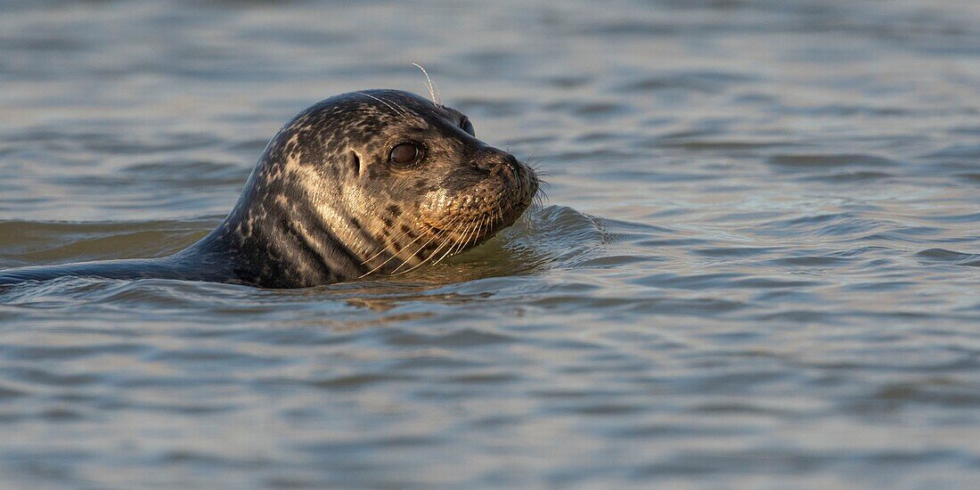 France,Pas de Calais,Cote d'Opale,Authie Bay,Berck sur mer,common seal (Phoca vitulina) swimming