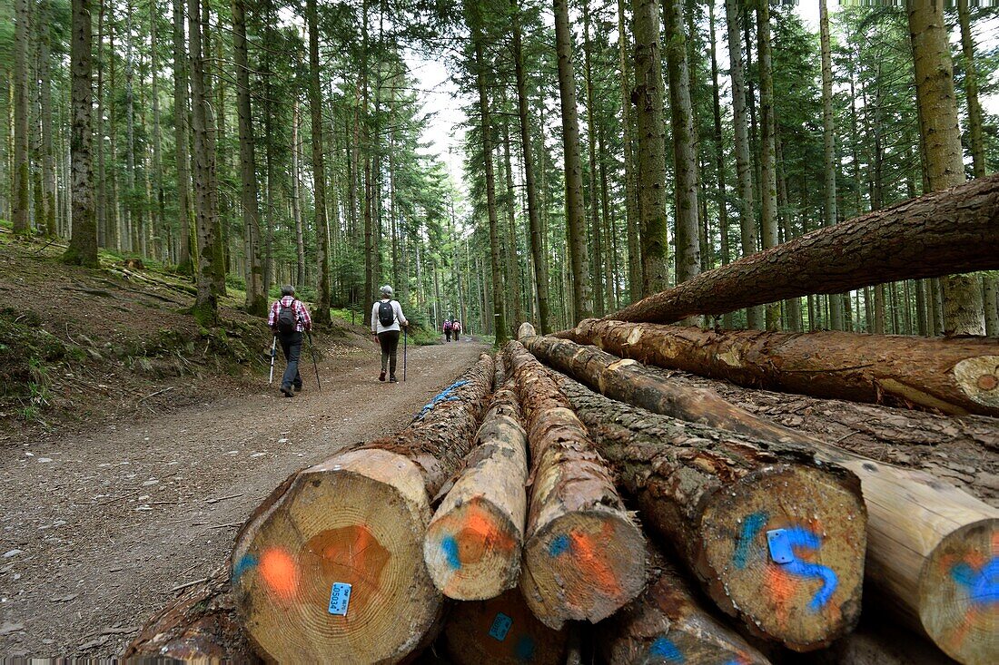 France,Vosges,Saint Die des Vosges,Kemberg massif,Scots pine forest,trail,hikers