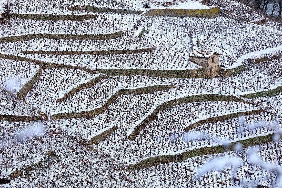 France,Rhone,Condrieu,Cotes du Rhone,AOC Condrieu under the snow