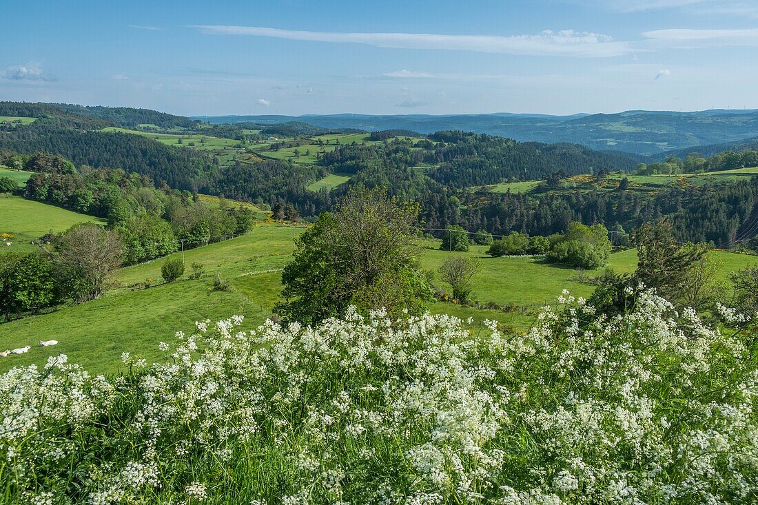 France,Haute Loire,Parc naturel regional des Monts d'Ardeche (Regional natural reserve of the Mounts of Ardeche) near Mezeyrac