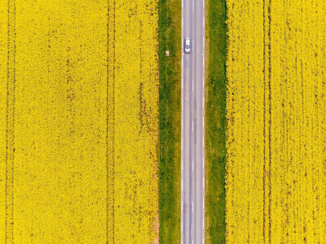 France,Yonne,rapeseed field near Cheroy (aerial view)