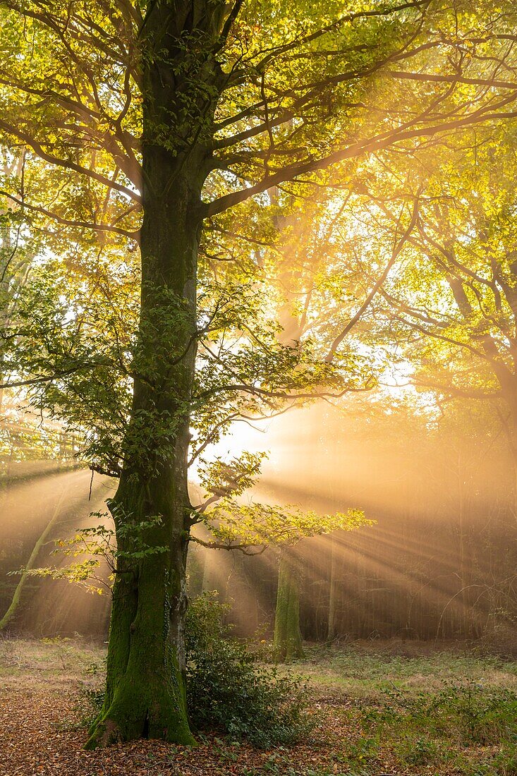 Frankreich,Somme,Wald von Crécy,Crécy-en-Ponthieu,Der Wald von Crécy und seine Buchen, die für die Qualität ihres Holzes berühmt sind (die Weißbuche von Crécy), im Frühherbst, während die Sonnenstrahlen den Nebel durchdringen