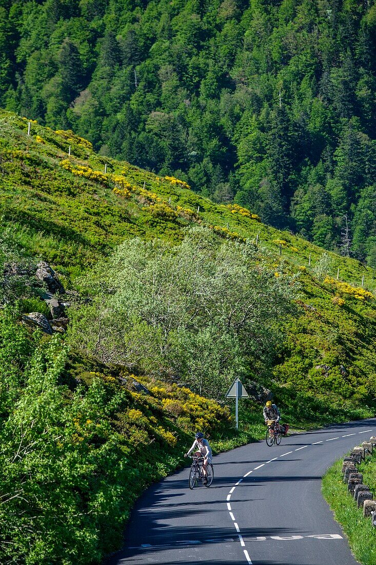 Frankreich,Cantal,Regionaler Naturpark der Vulkane der Auvergne,monts du Cantal,Cantal-Berge,Radfahrer beim Aufstieg zum Pas de Peyrol
