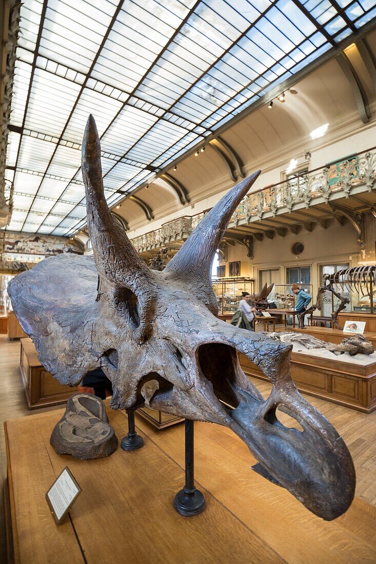 France,Paris,Jardin des Plantes,National Museum of Natural History,Galleries of Paleontology and Comparative Anatomy,head of Triceratops horridus