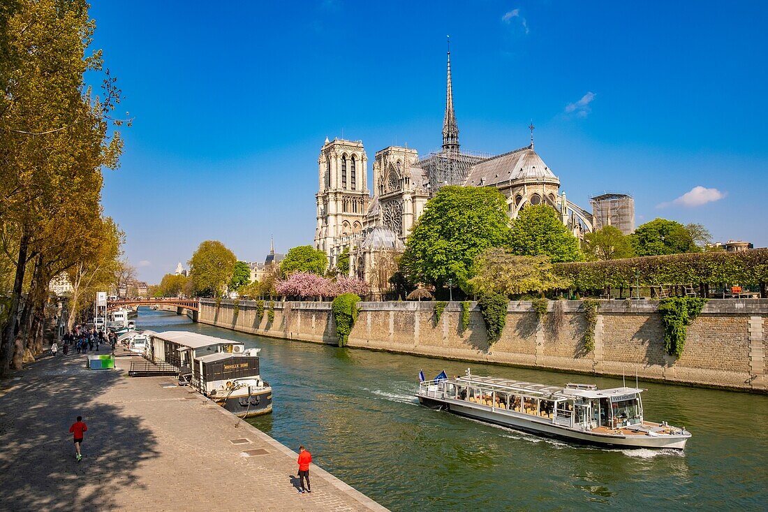 France,Paris,area listed as World Heritage by UNESCO,Ile de la Cité,Notre-Dame cathedral and cherry blossoms in spring