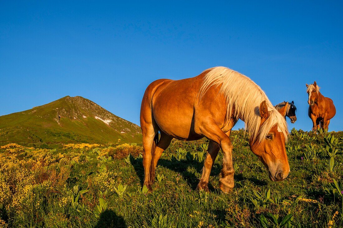 France,Cantal,Regional Natural Park of the Auvergne Volcanoes,monts du Cantal,Cantal mounts,vallee de l'Impradine (Impradine valley),puy Mary and horses