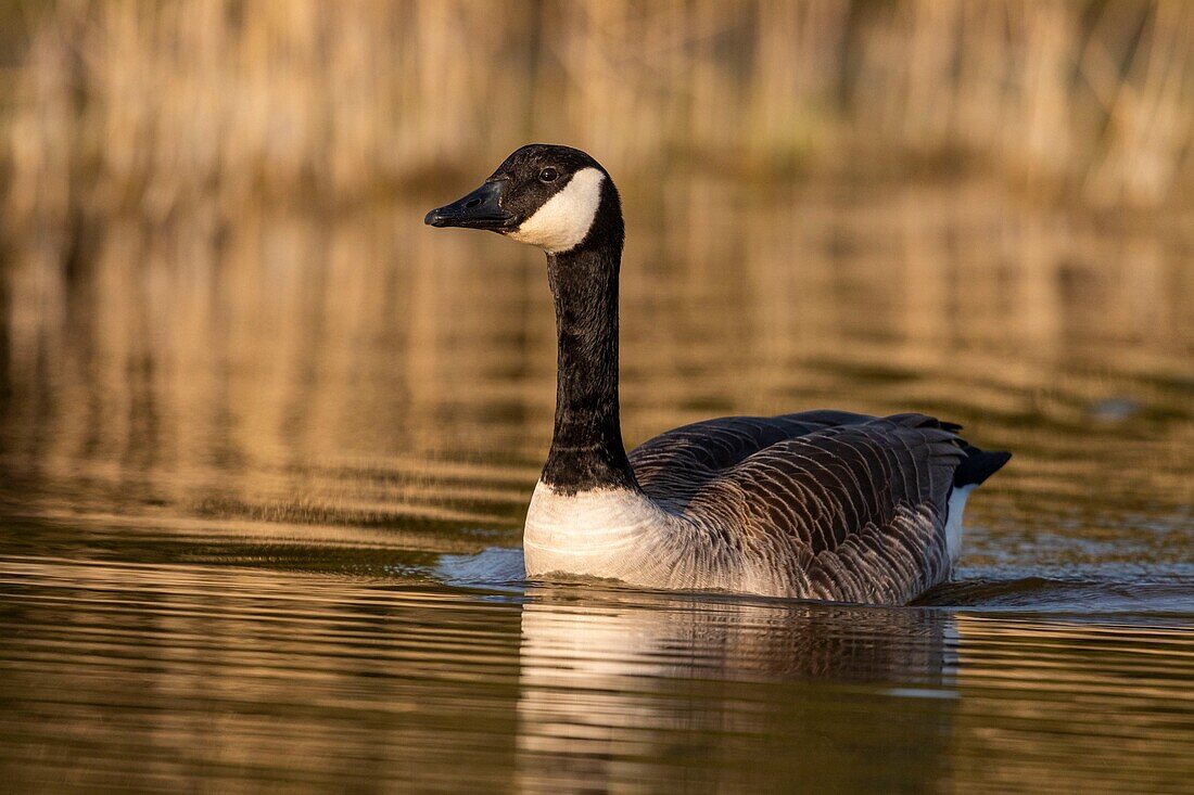 France,Somme,Baie de Somme,Baie de Somme Nature Reserve,Marquenterre Ornithological Park,Saint Quentin en Tourmont,Canada Goose (Branta canadensis Canada Goose)