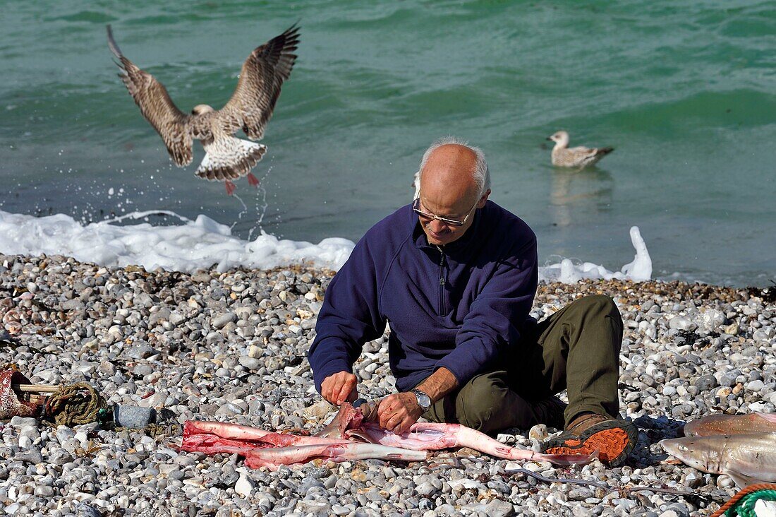 Frankreich,Seine-Maritime,Cote d'Albatre,Pays de Caux,Yport,Grundierung des Hafens am Strand,der Fischer Alain Moulin beim Entleeren eines Schulhais (Galeorhinus galeus)