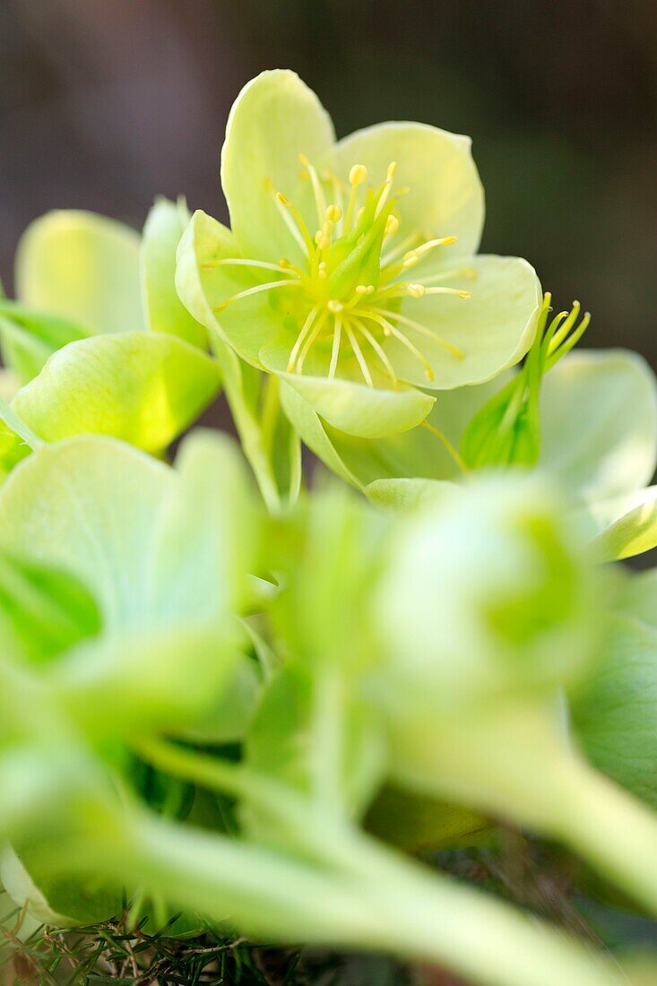 France,Corse du Sud,Aullene,Plateau de Coscione,A Nocca flowers (Helleborus lividus corsicus) or Christmas rose