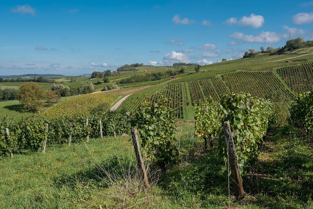 France,Jura,Arbois,vineyard landscape in the commune of Pupillin,famous terroir of the Jura wine