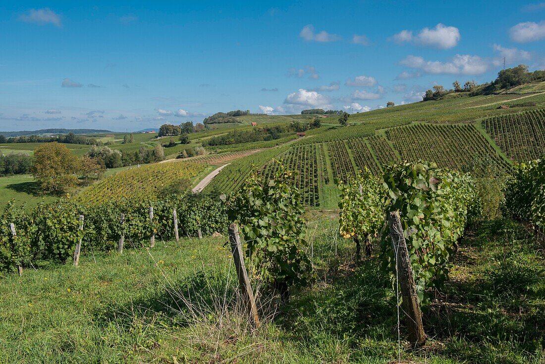 Frankreich,Jura,Arbois,Weinbergslandschaft in der Gemeinde Pupillin,berühmtes Terroir des Juraweins