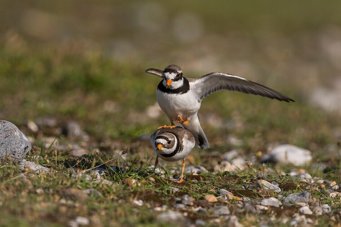 France,Somme,Bay of the Somme,Cayeux-sur-mer,The Hâble d'Ault,Great Plover (Charadrius hiaticula) mating in the spring