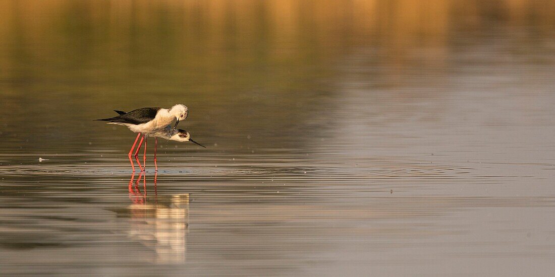 France,Somme,Baie de Somme,Natural Reserve of the Baie de Somme,Le Crotoy,White Stilt (Himantopus himantopus Black winged Stilt) Mating