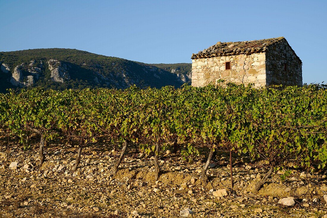 France,Herault,vineyards towards Saint Bauzille de Putois