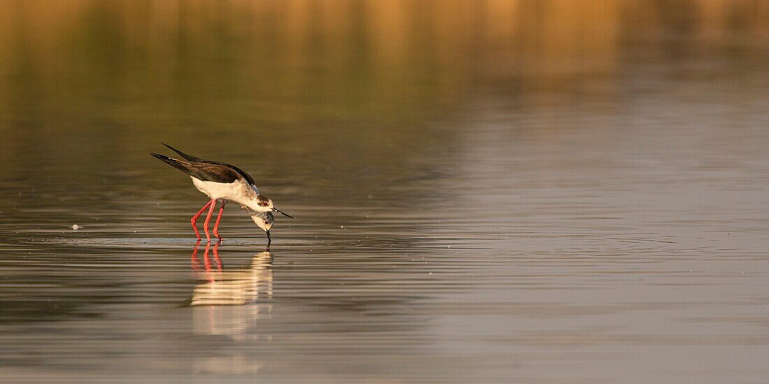 France,Somme,Baie de Somme,Natural Reserve of the Baie de Somme,Le Crotoy,White Stilt (Himantopus himantopus Black winged Stilt) Mating