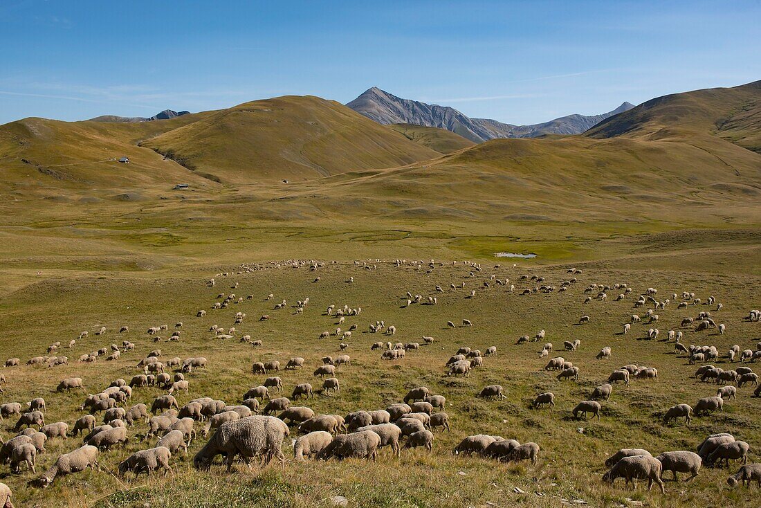 France,Hautes-Alpes (05),the Grave,herd of sheep on the Emparis plateau and the Grandes Rousses massif