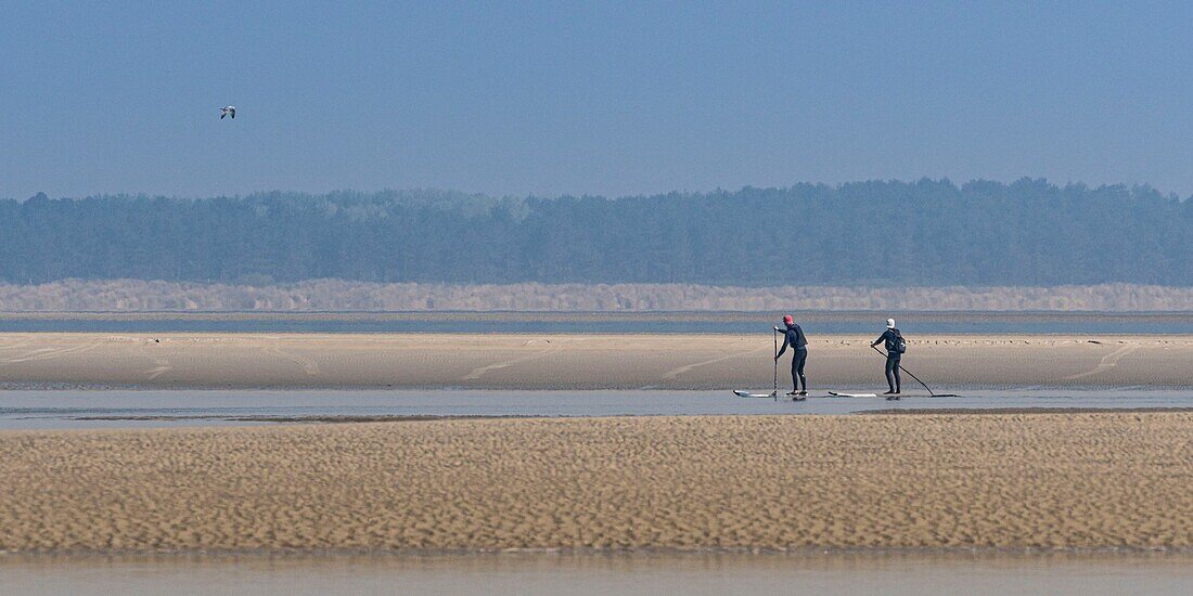 Frankreich,Somme,Baie de Somme,Le Hourdel,Indonesische Kanus und Kajaks bei Flut,die Boote warten auf die Strömung und die Gezeiten am Eingang der Bucht und fahren dann mit Hilfe der starken Strömung hinauf,manchmal in Begleitung von Seehunden,manche lassen ihr Boot auf den Sandbänken liegen, um die von der Flut vertriebenen Vögel zu beobachten