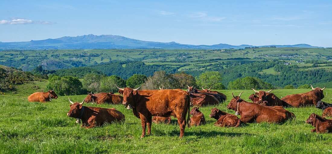 France,Cantal,Regional Natural Park of the Auvergne Volcanoes,monts du Cantal (Cantal mounts),vallee de Cheylade (Cheylade valley),herd of cows