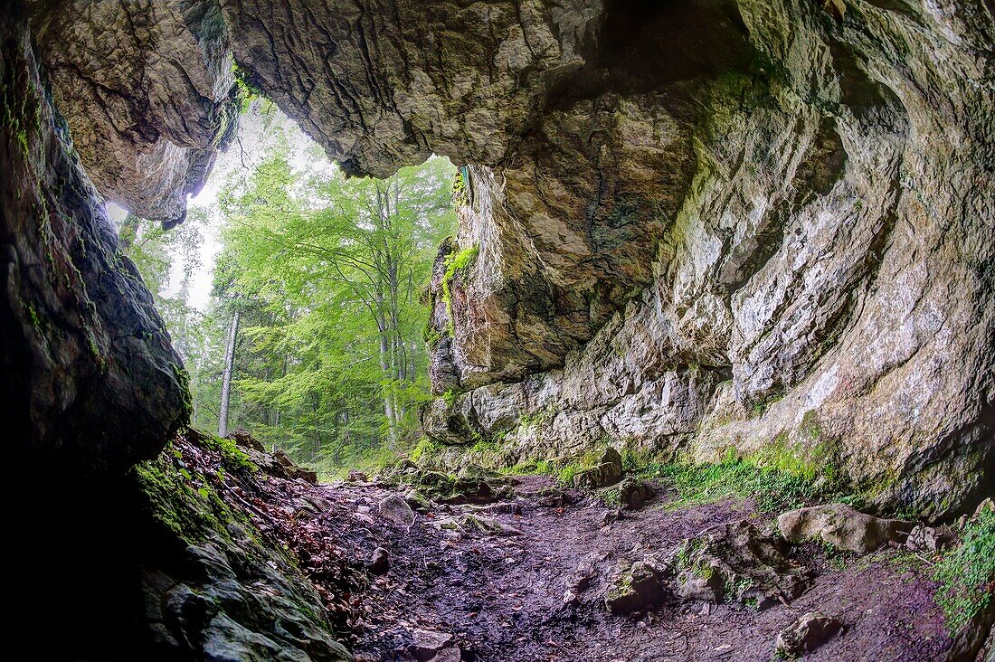 Frankreich,Isere,Massif du Vercors,Regionaler Naturpark prähistorische Stätte von Praletang im Wald von Coulmes in Richtung Presles