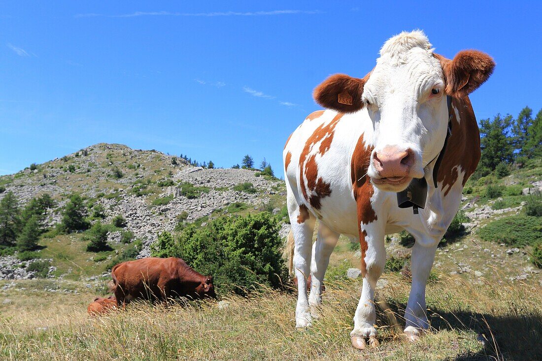 France,Hautes Alpes,Haut Champsaur,Ancelle,Col de Moissiere,cows at liberty in high mountain pastures