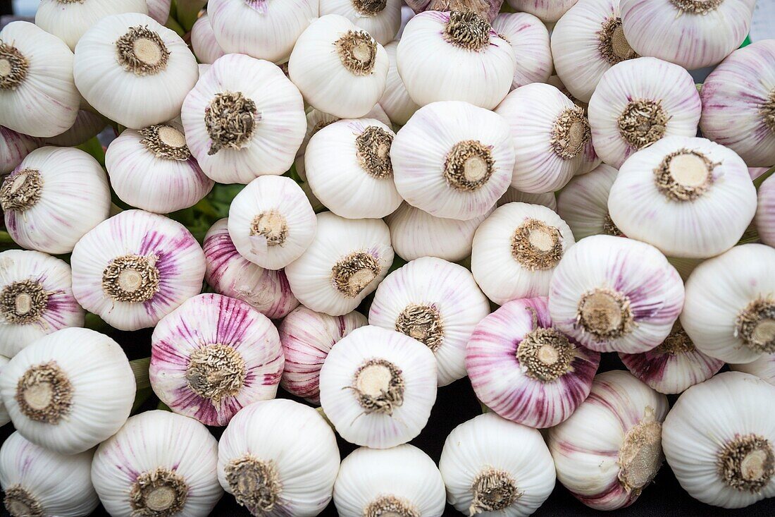 Frankreich,Vaucluse,regionaler Naturpark Luberon,Ménerbes,ausgezeichnet als schönste Dörfer Frankreichs,Stand mit lila Knoblauch