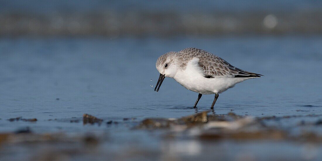 France,Somme,Baie de Somme,Picardy Coast,Quend-Plage,Sanderling (Calidris alba) on the beach,at high tide,sandpipers come to feed in the sea leash