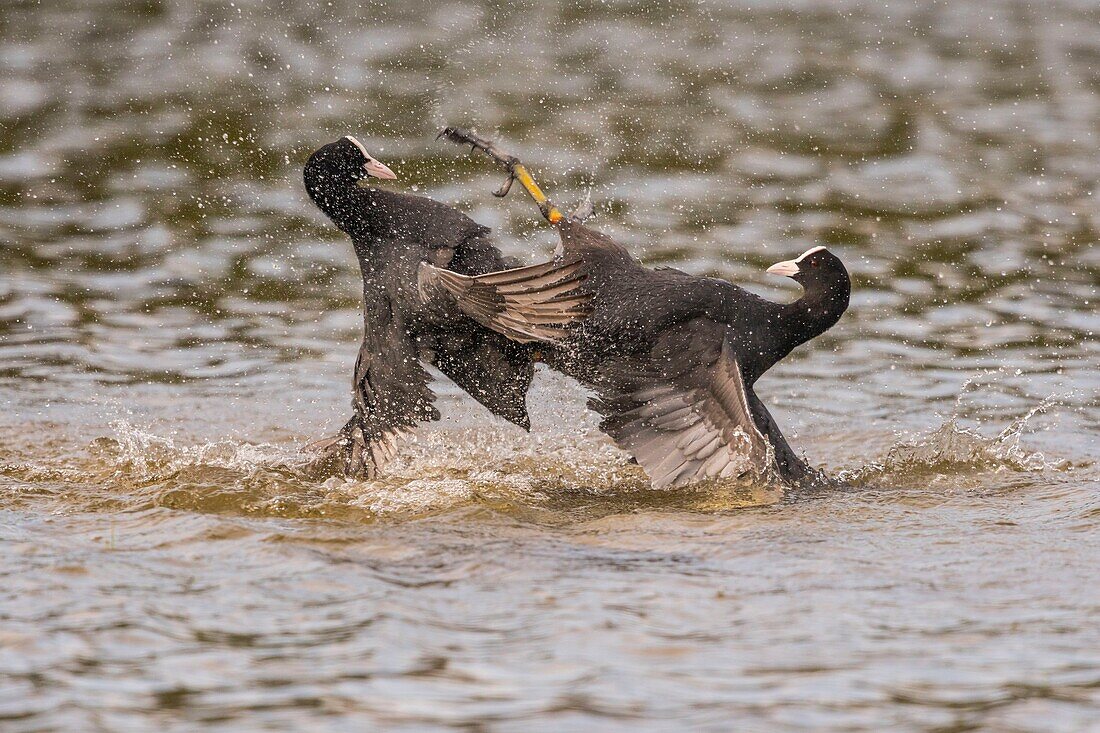 France,Somme,Bay of Somme,Natural Reserve of the Bay of Somme,Saint-Quentin-en-Tourmont,Ornithological Park of Marquenterre,Fight between Coot (Fulica atra - Eurasian Coot): when the coots are settling for breeding in the spring,conflicts are numerous for the defense of the territory with individuals who have not found a companion