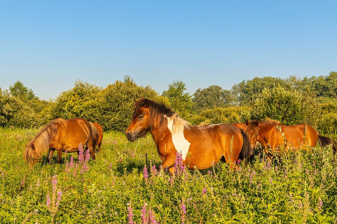 France,Somme,Valley of the Somme,marshes of Epagne-Epagnette,the swamp in the early morning while the fog dissipates,the marsh is populated by ponies for eco-grazing