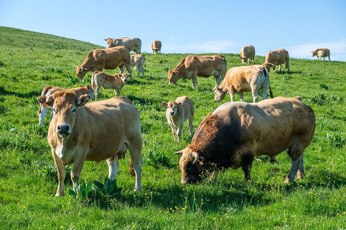 France,Aveyron,Aubrac Regional Nature Park,bull of Aubrac breed