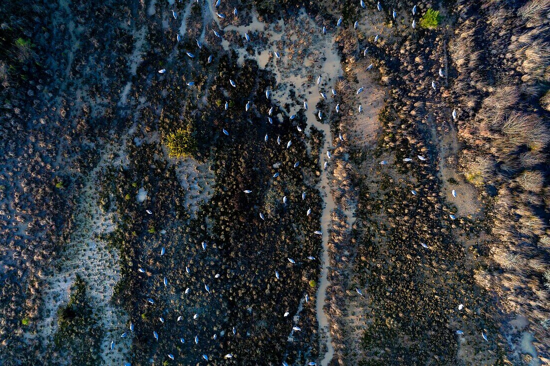 Frankreich,Landes,Arjuzanx,das auf dem Gelände eines ehemaligen Braunkohleabbaus entstandene nationale Naturschutzgebiet von Arjuzanx empfängt jedes Jahr Zehntausende von Kranichen (Grus grus) zur Zeit der Überwinterung (Luftaufnahme)