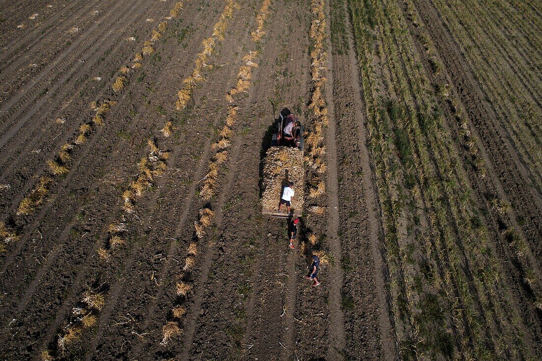 France,Tarn,Lautrec,Gael Bardou,producer of pink Garlic Lautrec and President of the Red Label Defense Association and IGP pink garlic Lautrec,after the passage of mechanized machinery,harvesting garlic boots is done manually,aerial view